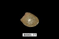 藏品(銀錦蛤)的圖片